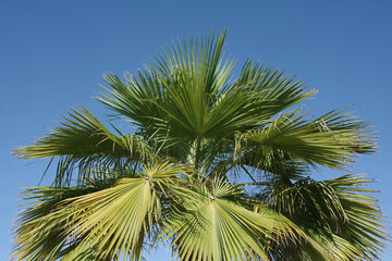 Fototapeta premium Low angle view of the top of a big native California fan palm tree under a bright blue autumn sky