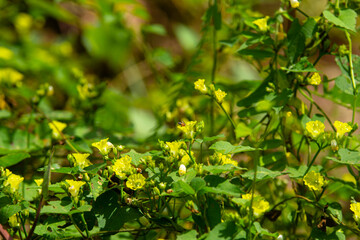Closeup of blooming yellow flower
