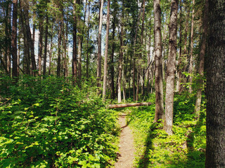 Obraz premium Beautiful view on the Blue Lakes Hiking Trail during the summer at Duck Mountain Provincial Park, Manitoba, Canada