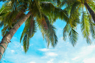 Fototapeta na wymiar coconut tree on a blue sky
