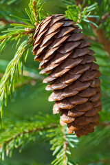 fir tree branch with cones