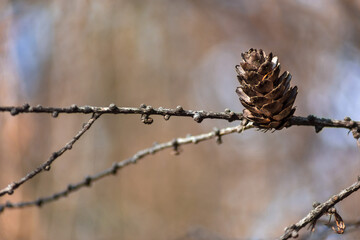 close up of pine cones