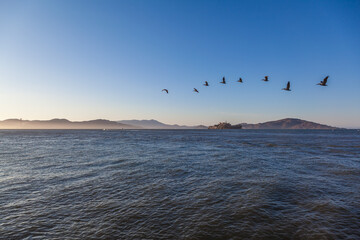 Birds swinging over famous island in San Francisco