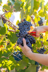 Vertical shot hands cutting bunch of red grapes from the vineyard, detail shot