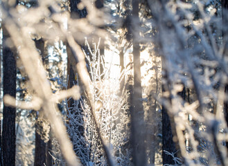 blurred abstract texture of a winter forest in the sunlight