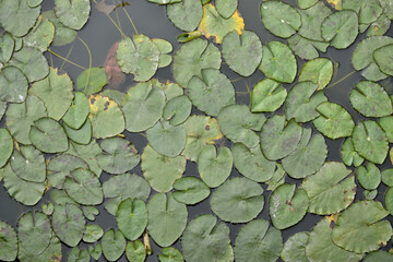 plantas acuaticas loto