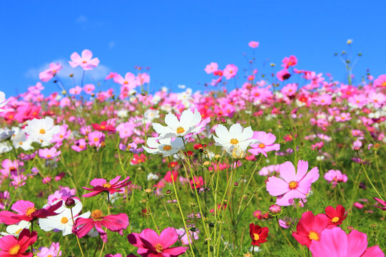 cosmos flower against blue sky © takadahirohito