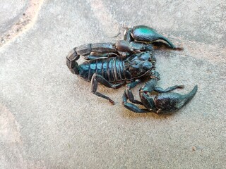 Scorpion on a cement floor