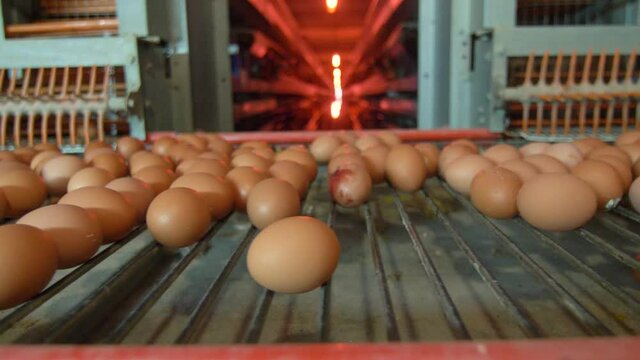 In the chicken coop, chickens sit in cages, eggs go by on the conveyor belt