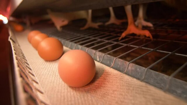 In the chicken coop, chickens sit in cages, eggs go by on the conveyor belt