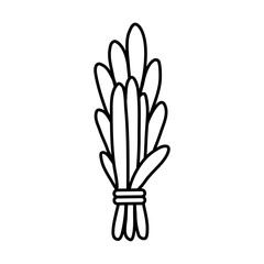 Sage smudge stick hand-drawn doodle flat isolated icon. Vector stock plant leaves image. White sage herb bundle