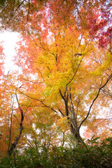 木々を染めるもみじ