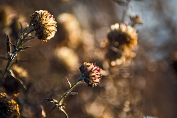 flower in the garden