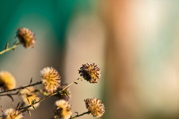 flower in the garden