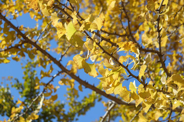 秋 銀杏 イチョウ 黄色 葉っぱ 