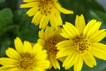 Wedelia trilobata flower are blooming in garden
