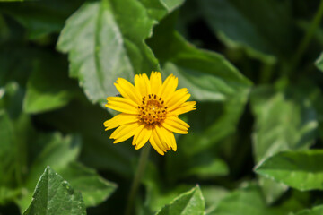 Wedelia trilobata flower are blooming in garden