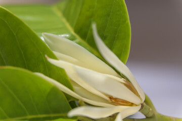 Fototapeta na wymiar White Magnolia champaca are blooming