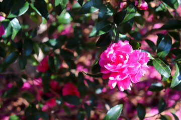 ピンク 花 ツバキ 椿 つばき 日本 冬