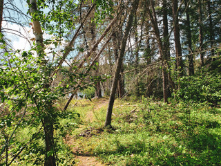 Beautiful view on the Blue Lakes Hiking Trail during the summer at Duck Mountain Provincial Park, Manitoba, Canada