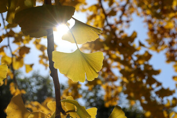 秋 紅葉 銀杏 イチョウ 葉っぱ 黄色