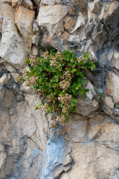 plante dans la roche