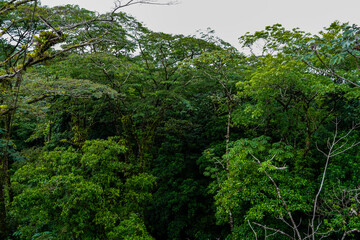Beautiful view of the magnificent Costa Rica Rainforest trees and Fauna