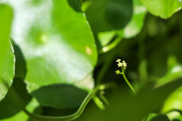 Centella asiatica are growing up and green leaf