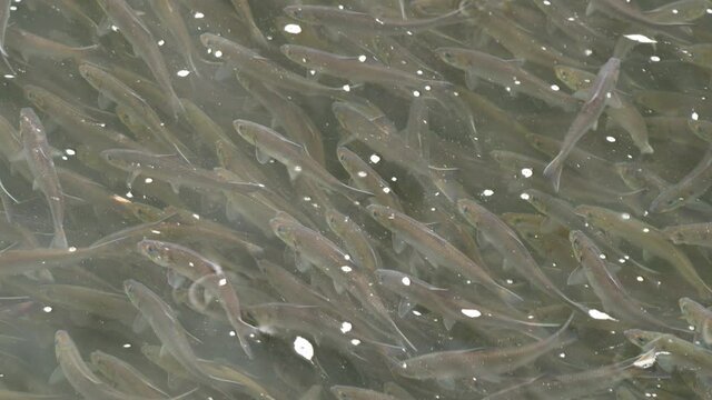 Mesmerizing shot of thousands alewives resting in river before migrating to lake