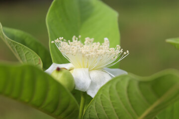 Psidium guajava Linn flower are blooming