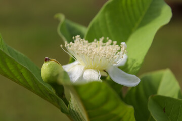 Psidium guajava Linn flower are blooming