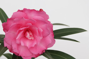 Nerium oleander are blooming 