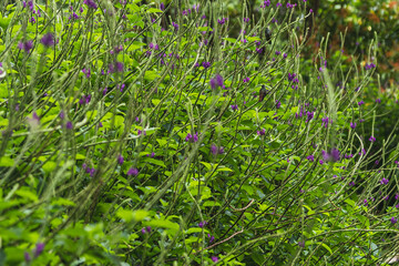 Beautiful view of the magnificent Costa Rica Rainforest trees and Fauna