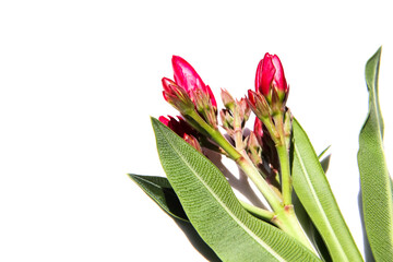 Nerium oleander are blooming 