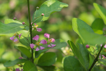 Malpighia emarginata flower are blooming in the garden and green leaf