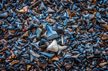 Sharks Teeth 4
