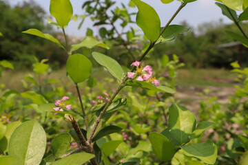 Malpighia emarginata flower are blooming in the garden and green leaf