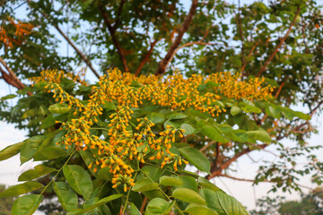 Pterocarpus macrocarpus Kurz flower are blooming and green leaf