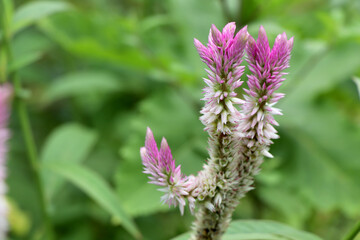 Celosia argentea flower are blooming