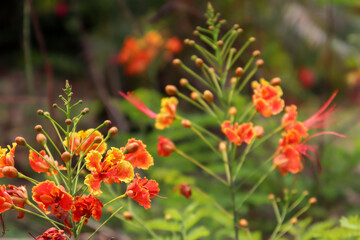 red Caesalpinia pulcherrima flower are blooming