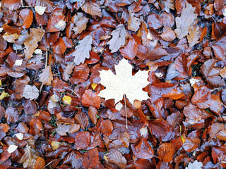 A yellow leaf on the ground in autumn