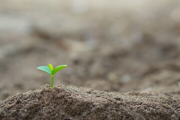 Closeup seedling are growing out from soil.Plants grain sprout grow.