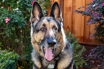 A German Shepard in a garden 