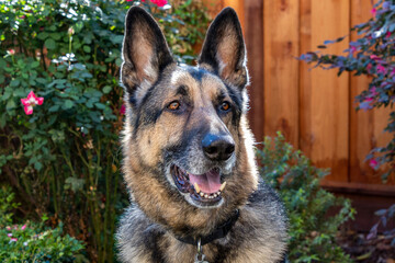 A German Shepard in a garden 