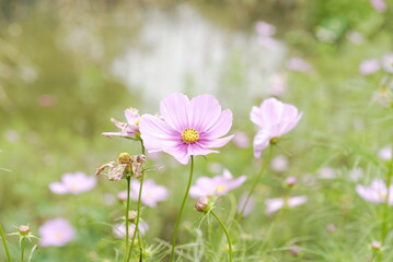 A light purple Sonata flower blooms in the early autumn