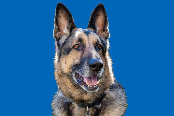 A German Shepherd portrait with a blue background