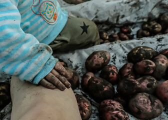 Potatoes and baby. A small child helps parents harvest potatoes on a Sunny autumn day in the garden. Baby's hands.