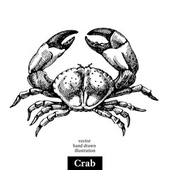Hand drawn sketch seafood vector black and white vintage illustration of crab. Isolated object on white background. Menu design
