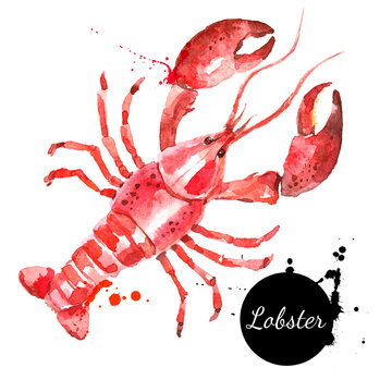 Watercolor Hand Drawn Lobster. Isolated Fresh Seafood Or Shellfish Food  Vector Illustration On White Background