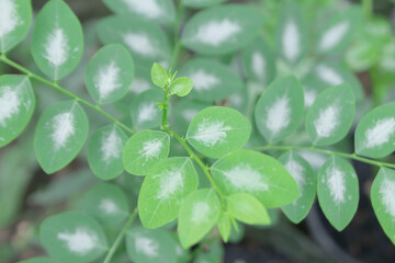 Fototapeta na wymiar Daun katuk or katuk leaf